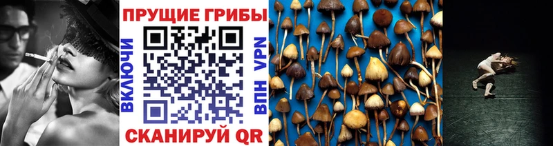 купить наркоту  Апрелевка  Псилоцибиновые грибы Cubensis 